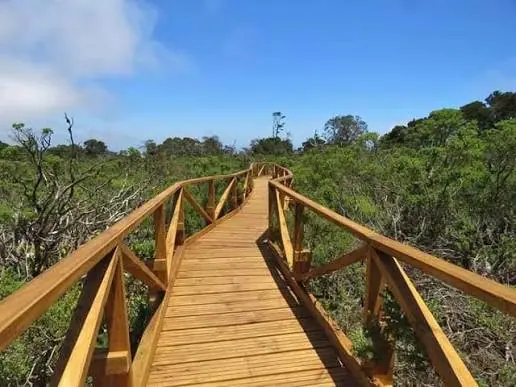 Cerro Talinay