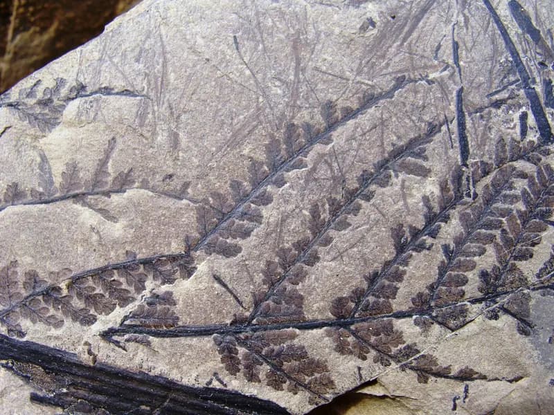Bosque Petrificado de Darwin