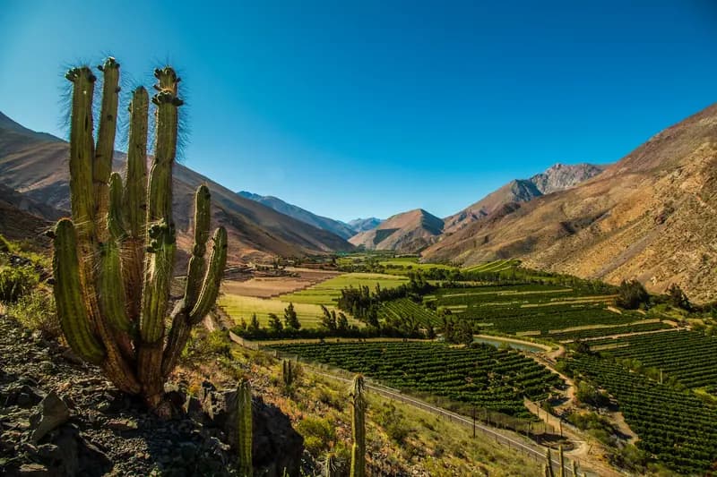 Viñas de Pisco Valle del Elqui