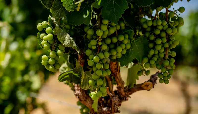 Viñas Vino del Desierto